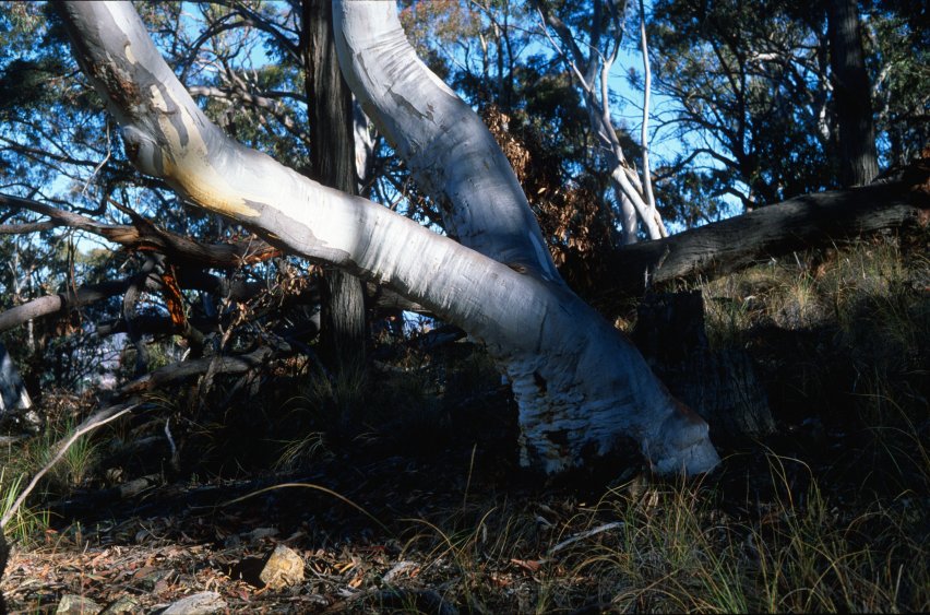 BlackMt_Forest2.jpg