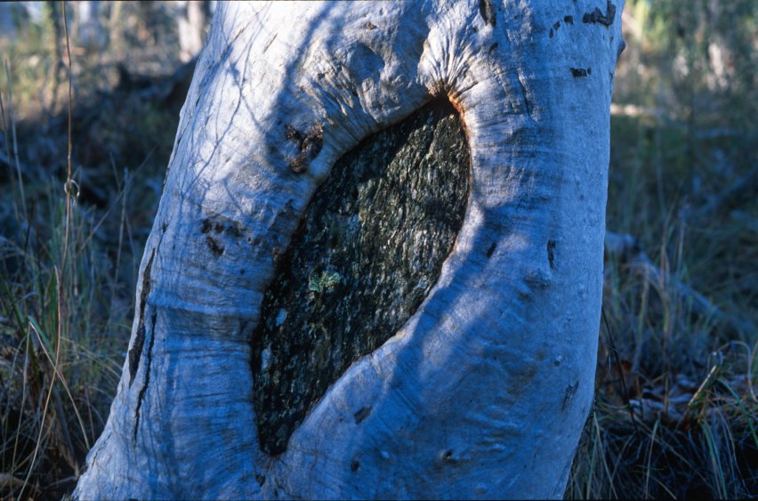 BlackMt_Hole_in_Tree.jpg