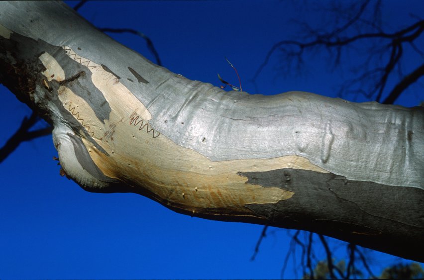 BlackMt_Scribbly_Gum3.jpg