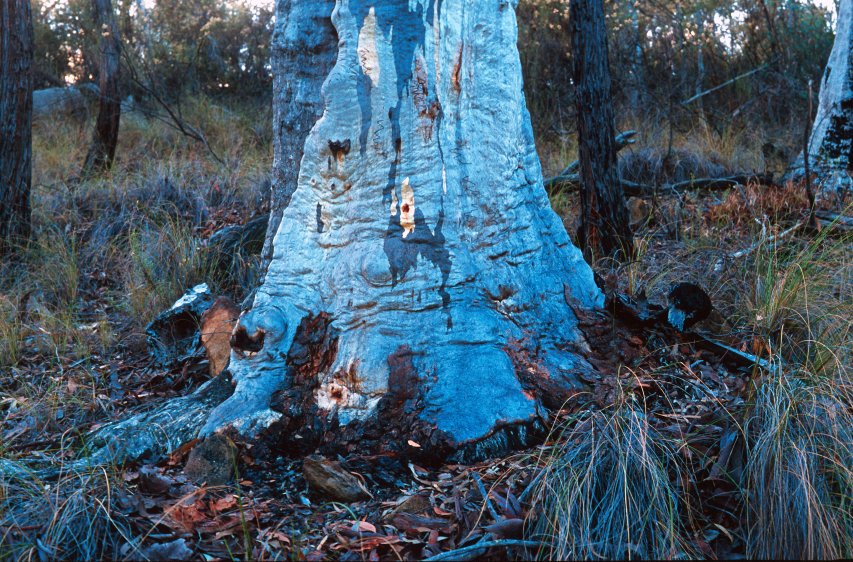 BlackMt_Scribbly_Gum5.jpg