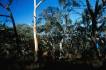 BlackMt_Forest4.jpg