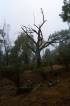 MtAinslie_Dead_Tree.jpg