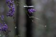 Droplets