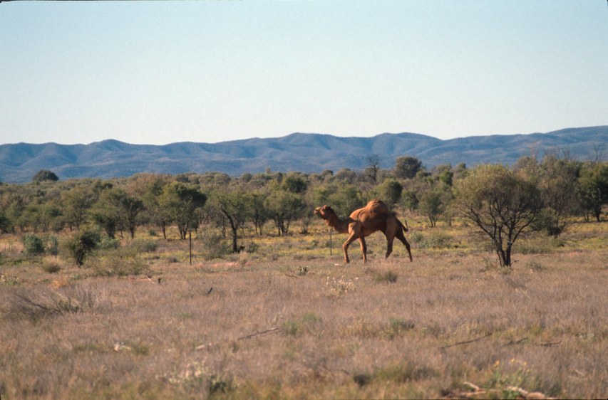 2A_camel.jpg