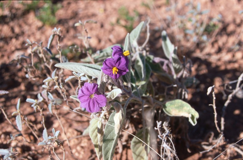 2A_wildflowers2.jpg