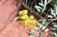 2B_wildflowers1.jpg