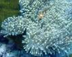 nemo_detail.jpg